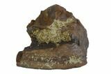 Serrated, Tyrannosaur Tooth Fragment - Montana #91387-1